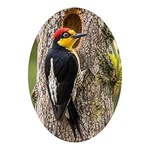 Yellow Fronted Woodpecker Full Profile